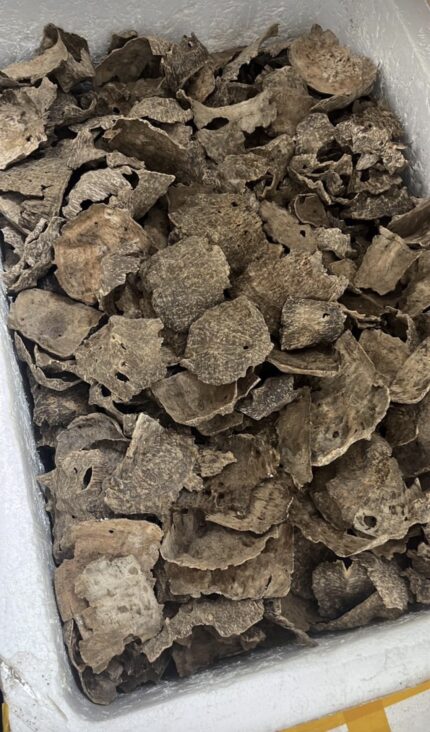 عود جار  فيتنامي طبيعي ( التوله )